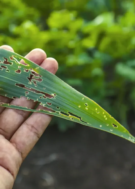 Early Crop Stress Detection