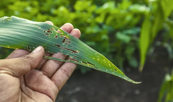 Early Crop Stress Detection