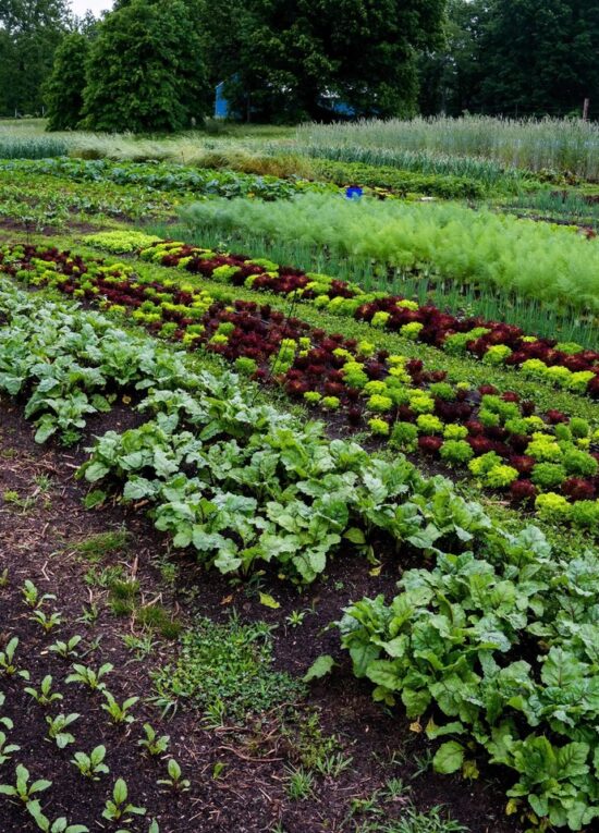 Test crop establishment