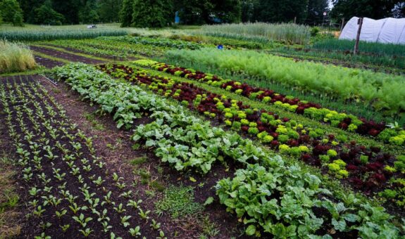 Test crop establishment