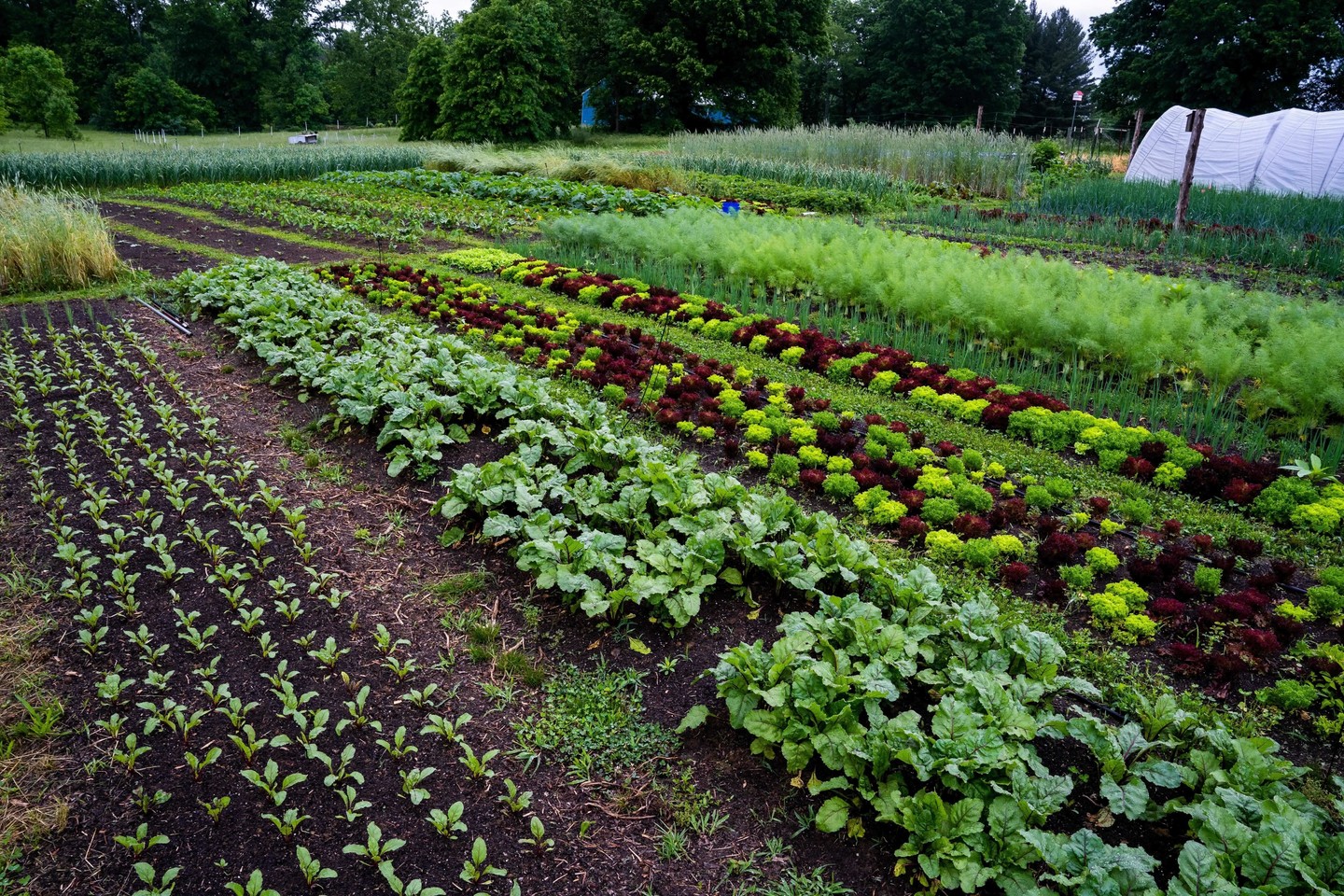 Test crop establishment