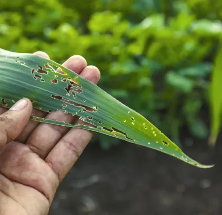 Early Crop Stress Detection