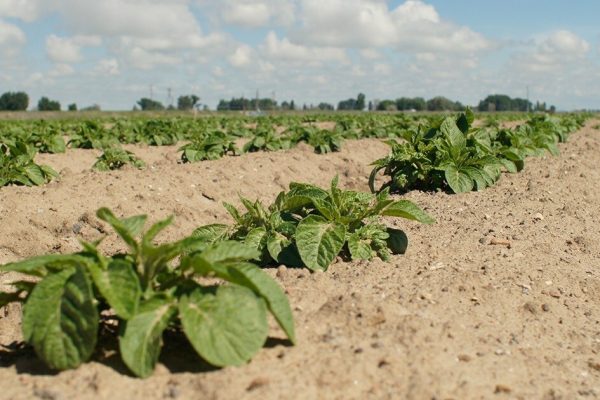 Growers can reduce early-season risk with a management plan that addresses insects and disease at planting.