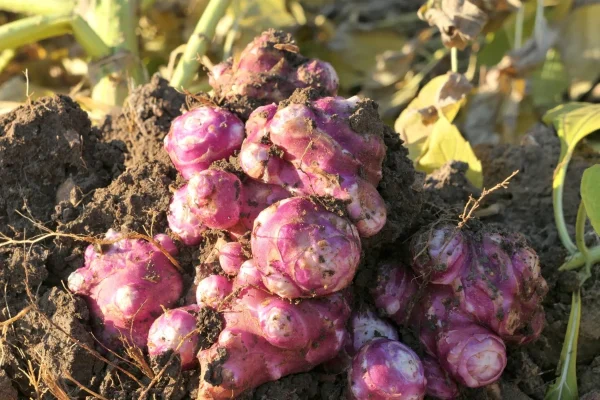 dig-artichoke