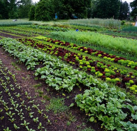 Test crop establishment