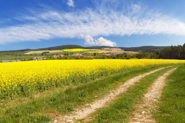 Field,Of,Rapeseed,,Canola,Or,Colza,In,Latin,Brassica,Napus