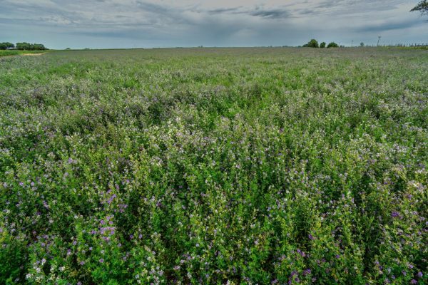 Pasture,Field,With,Forage,Crops,In,Rural,La,Pampa,Argentina